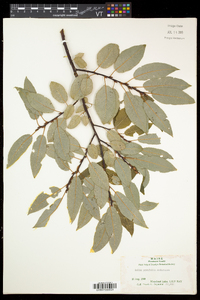 Salix pyrifolia image