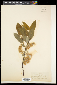 Salix pyrifolia image