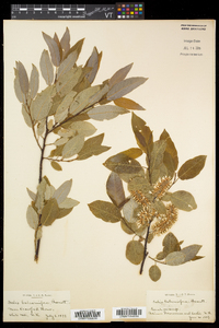 Salix pyrifolia image