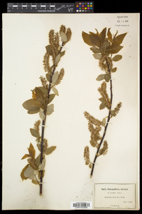 Salix pyrifolia image