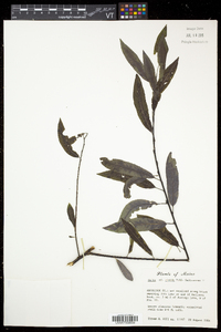 Salix eriocephala var. eriocephala image