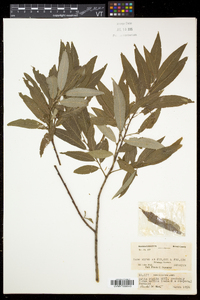 Salix eriocephala var. eriocephala image