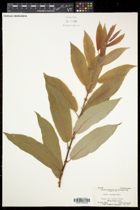 Salix eriocephala var. eriocephala image