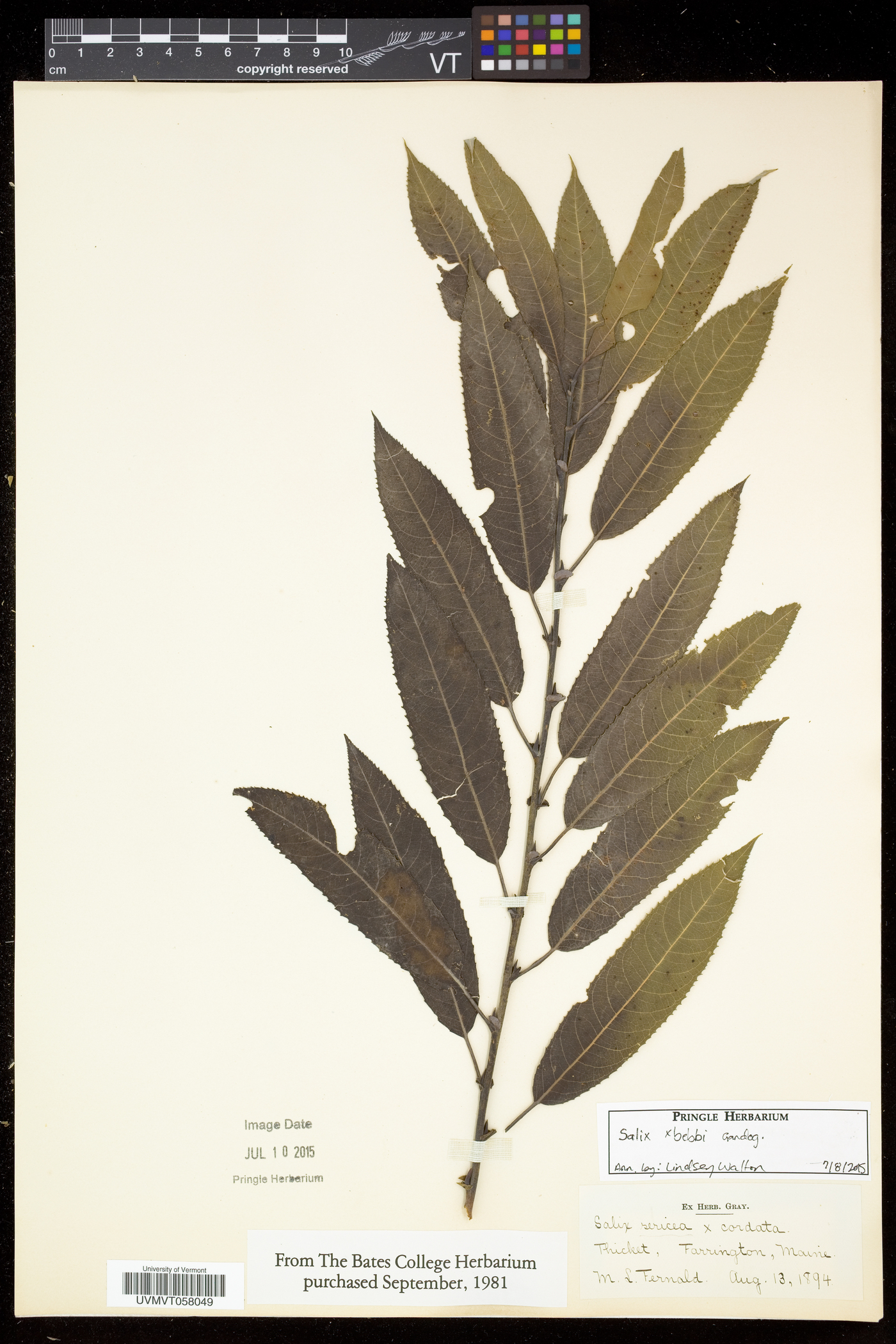 Salix bebbii image