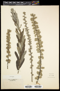 Salix occidentalis image