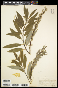 Salix petiolaris image