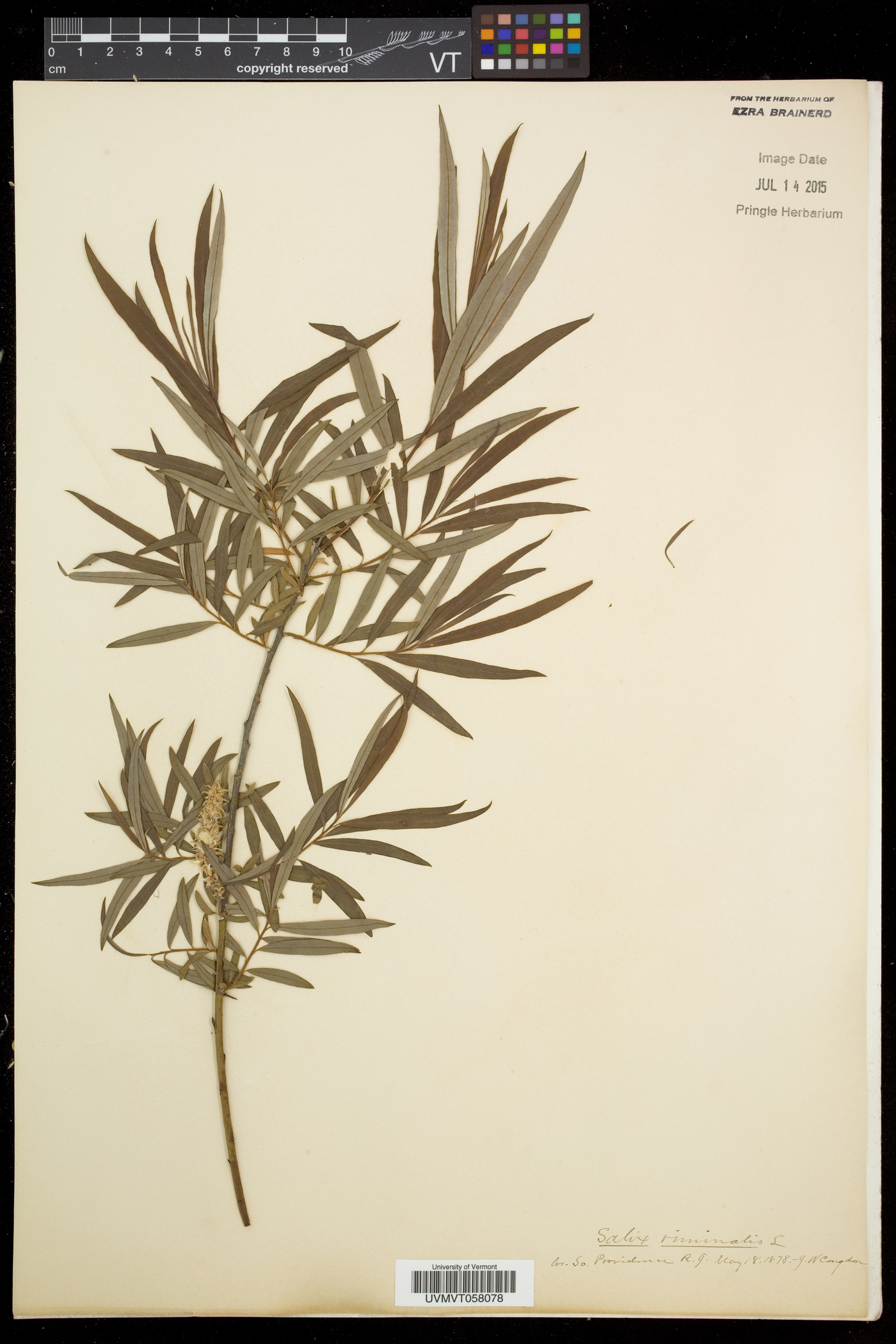 Salix viminalis image