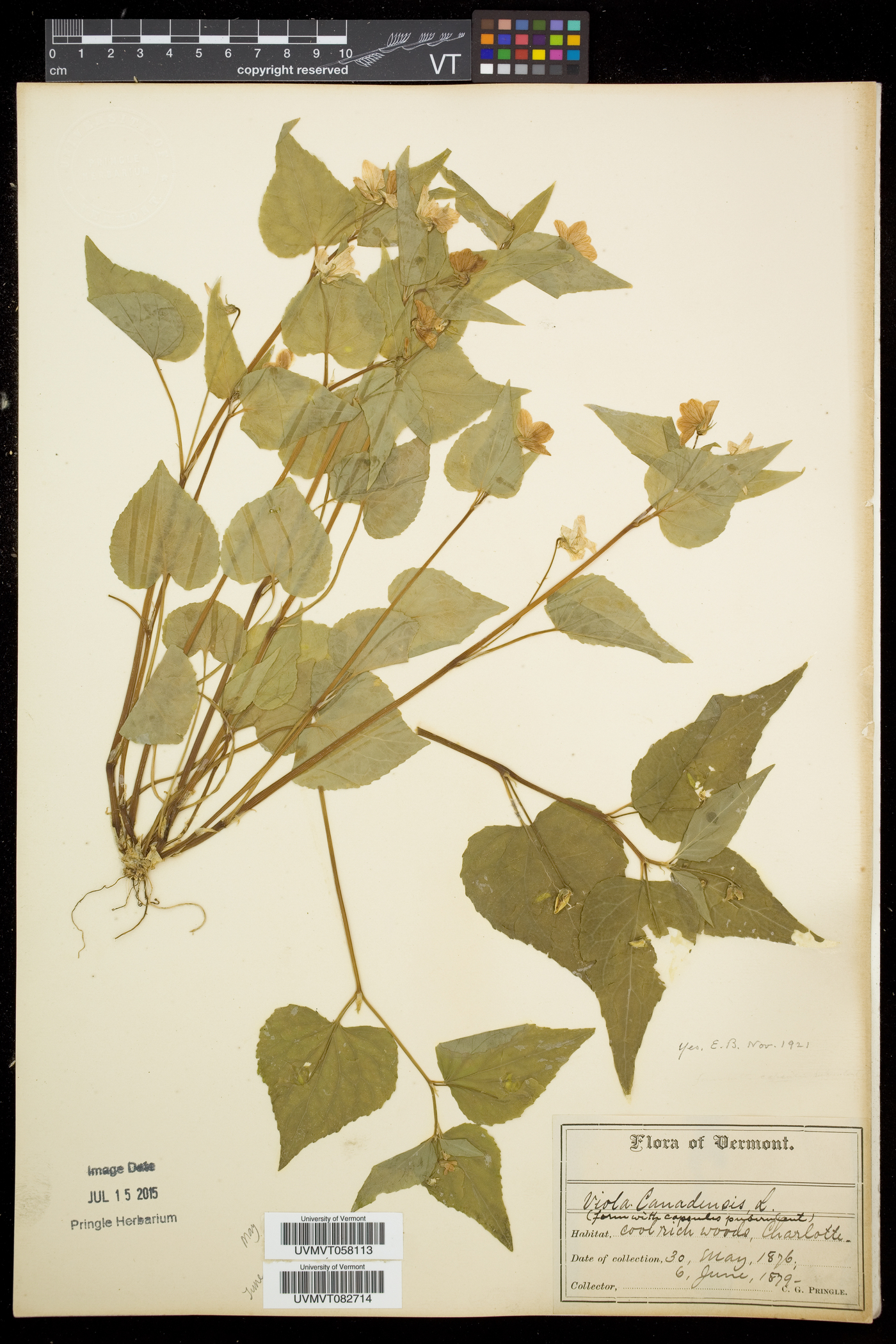 Viola canadensis var. canadensis image