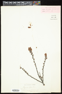 Myrica gale image