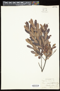 Myrica gale image