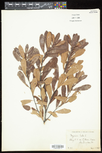 Myrica gale image