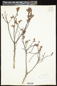 Myrica gale image