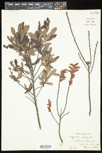 Myrica gale image