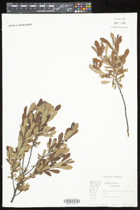 Myrica gale image