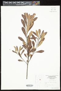 Myrica gale image