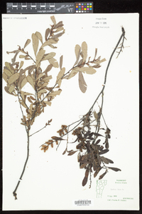 Myrica gale image