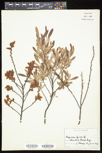 Myrica gale image