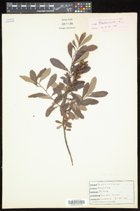 Myrica gale image