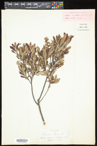 Myrica gale image