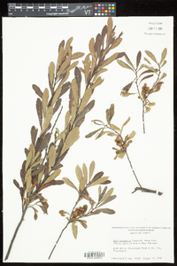 Myrica gale image