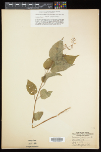 Circaea canadensis image