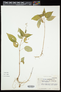 Circaea canadensis image