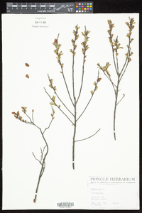 Myrica gale image