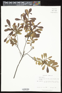 Myrica gale image