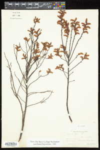 Myrica gale image