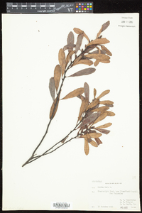 Myrica gale image