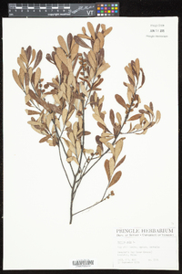 Myrica gale image