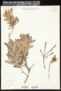 Myrica gale image