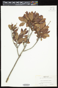 Morella caroliniensis image