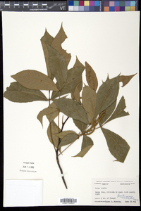 Carya ovalis image