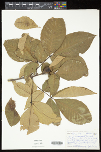 Carya laneyi image