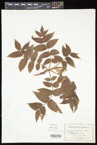 Juglans cinerea image