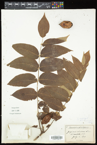 Juglans cinerea image