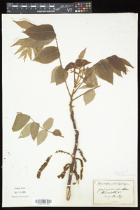 Juglans cinerea image