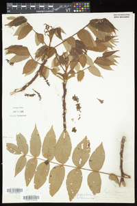 Juglans cinerea image