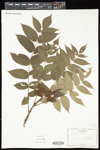 Juglans cinerea image