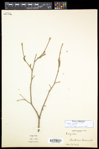 Corylus cornuta image