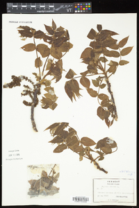 Juglans cinerea image