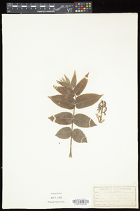 Juglans cinerea image