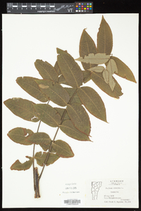 Juglans cinerea image