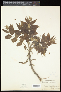 Juglans cinerea image