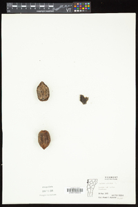 Juglans cinerea image