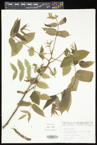 Juglans cinerea image