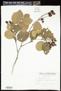 Alnus viridis image