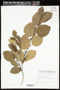 Alnus viridis image