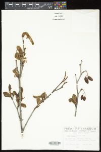 Alnus viridis image